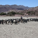 Quechua con gregge di capre nella quebrada de Palala