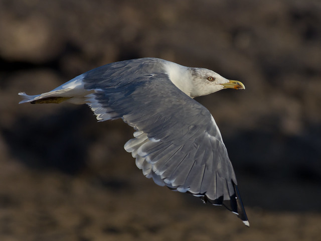 yellow legged gull in flight