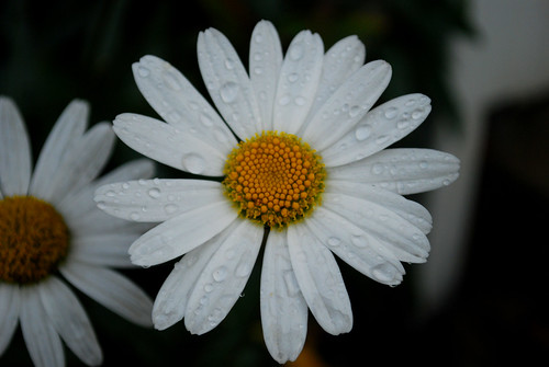 Raindrops on Daisies by Sandee4242