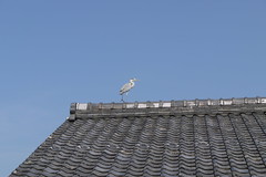 Heron on Kyoto Roof