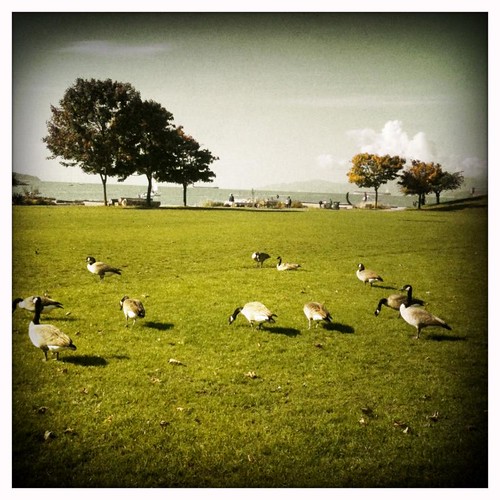 Geese thankful they aren't turkeys