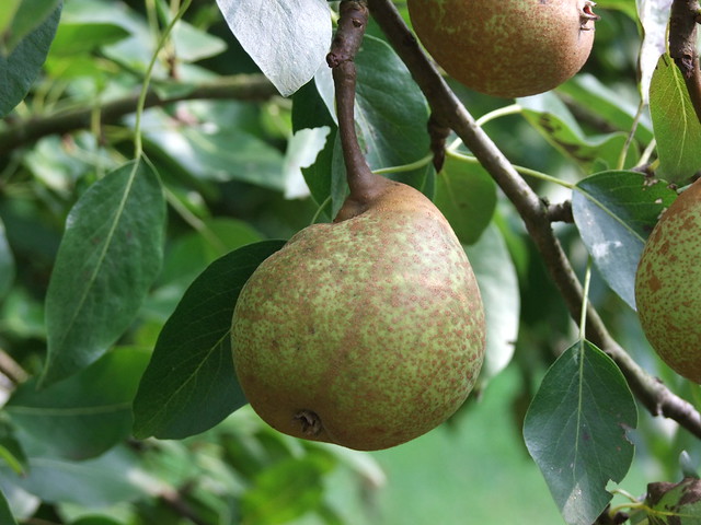 lincs pear