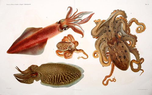 004-I Cefalopodi viventi nel Golfo di Napoli-1896-Giuseppe Jatta
