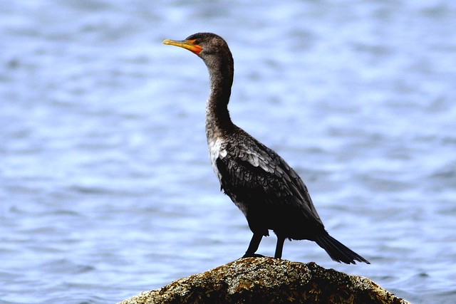 cormorant five 2011