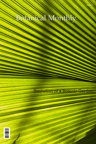 Cover - Light through Palm Leaf 2
