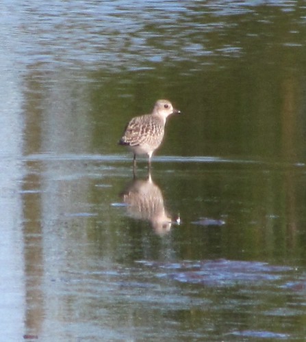 Black-bellied Plover at Evergreen Lake 03