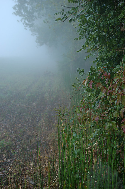 Columbia Bottom Conservation Area, in Saint Louis County, Missouri, USA -  forest border in fog