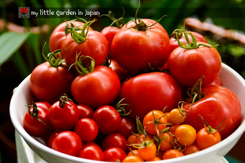 tomato-harvest-4