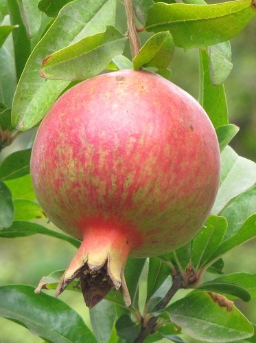 Pomegranate on the tree