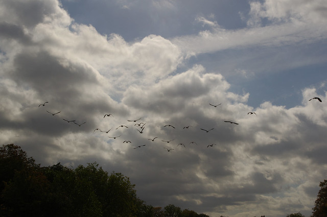 Autumn Goose Flight
