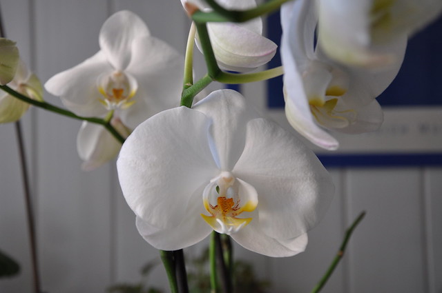 Orchids (phalaenopsis white)