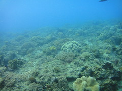 漁福漁港外生態豐富，可看到許多軟珊瑚及海鞭