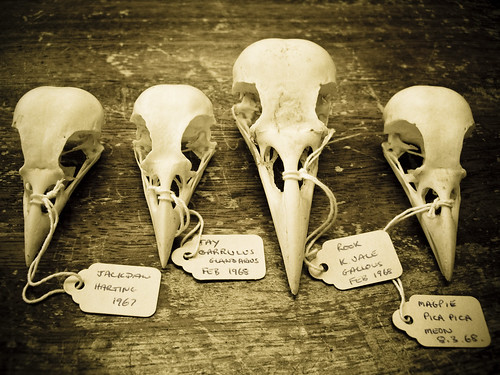 Cole Museum: Corvid Skulls