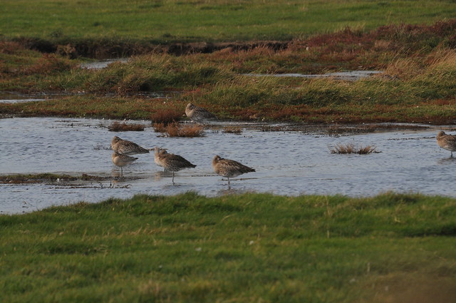 Pecsand, curlew and godwit