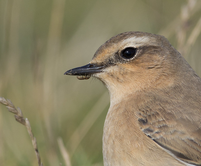 wheatear with weevil on beak afternoon 300mm 5