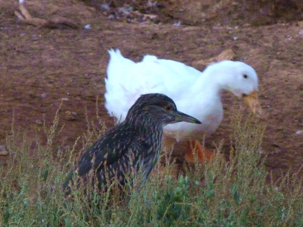 20-10-2011-my-juvenile-heron