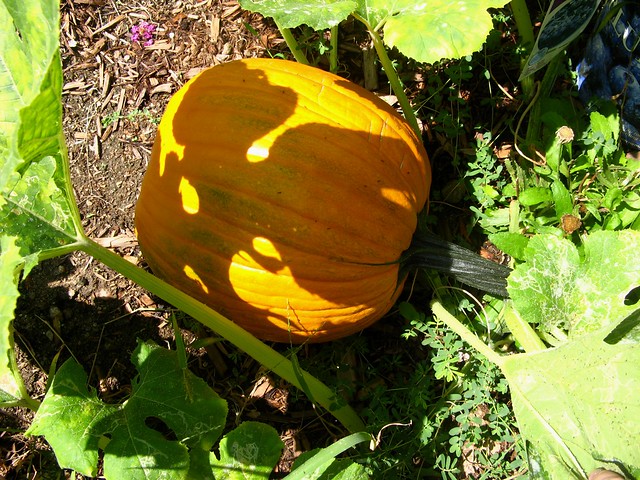 Pumpkin in garden