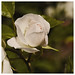 white_rose_by_joannastar
