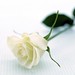 White_rose_5_by_MaPrindGreu