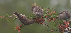 sparrows busy eating the firethorn bush berries
