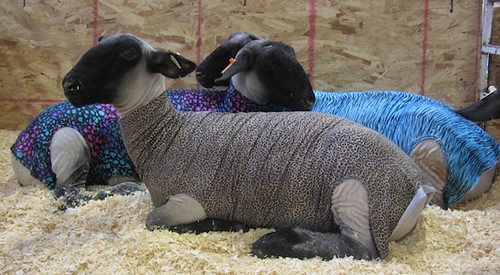 Stylin' sheeps at the Big E 2011