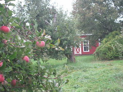 At Hick's Orchard