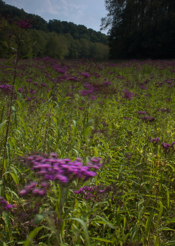 Ironweed Meadow