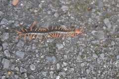 Poisonous centipede