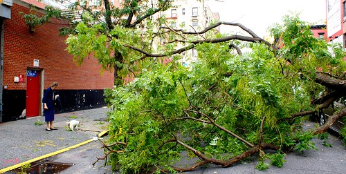 Tree down on E. 6th St.