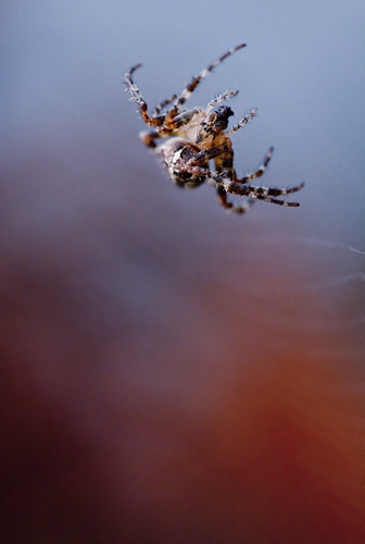 spider by petetaylor