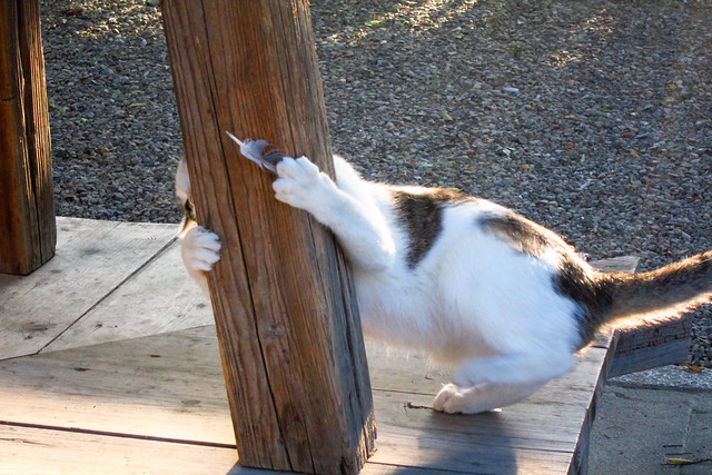 Today's Cat@2011-09-12