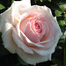 White_Rose_by_steve_lambert