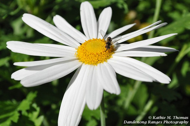 Daisy and Hover Fly