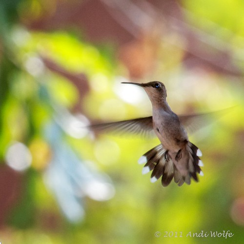 Red-throated hummingbird by andiwolfe