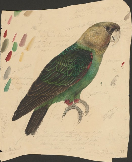 Green and red parrot - ink, graphite and watercolour drawing (28)