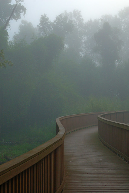 Columbia Bottom Conservation Area, in Saint Louis County, Missouri, USA - turtle boardwalk in fog