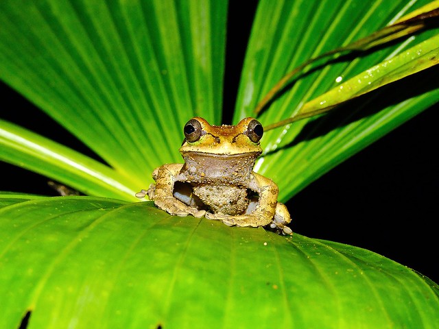 Masked tree frog (Smilisca phaeota)--John Dubicki (Flickr)