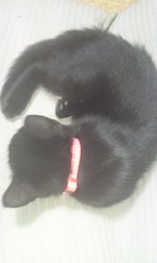 ちび黒猫さん、首輪でびう