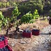 grape harvest priroat spain 2011 15