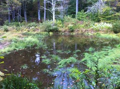  Edmonson Pond 