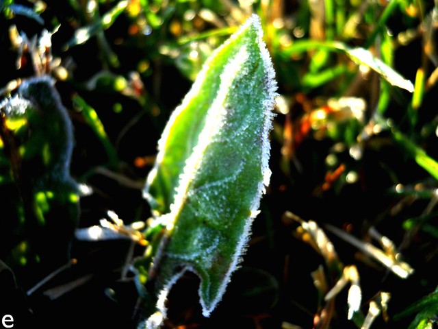 Morning Frost 3