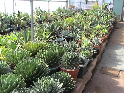 BCSS gloucester branch auction - The national agave collection by srboisvert