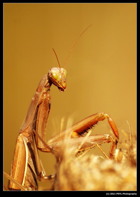 Praying Mantis (Mantis religiosa)