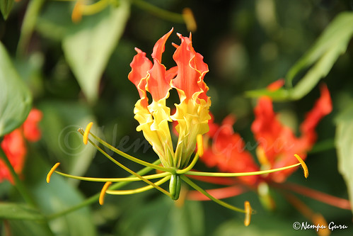 Gowri (Gloriosa Superba) Flower by guru.nempu