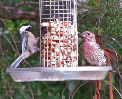 Black-capped Chickadee and House Finch in My Yard on Glenn