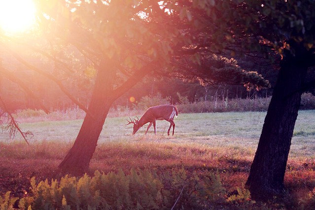 morning deer