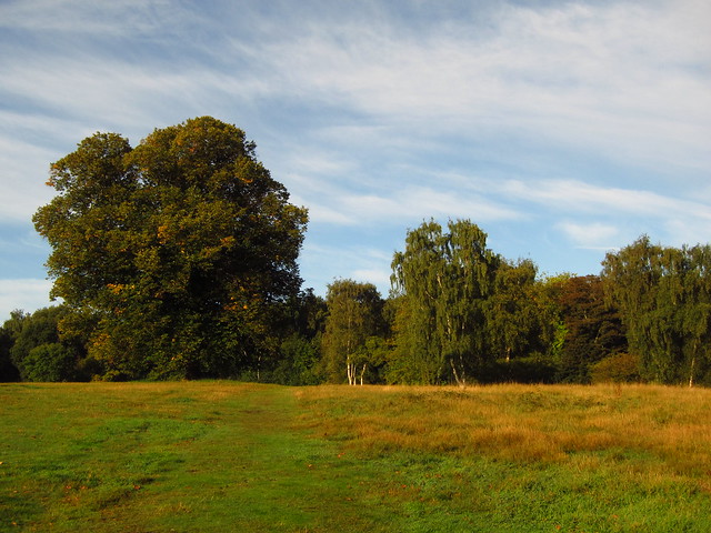 The West Meadow