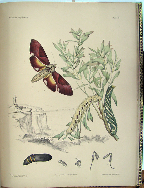 butterfly lithography