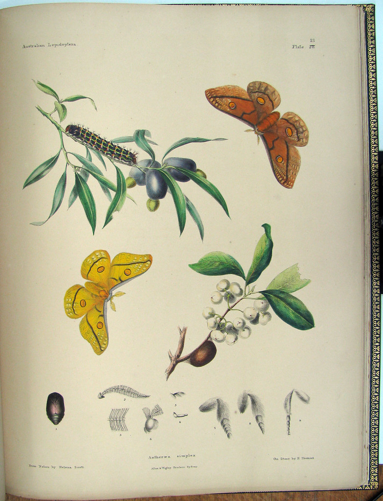 hand-coloured lepidoptera lithograph
