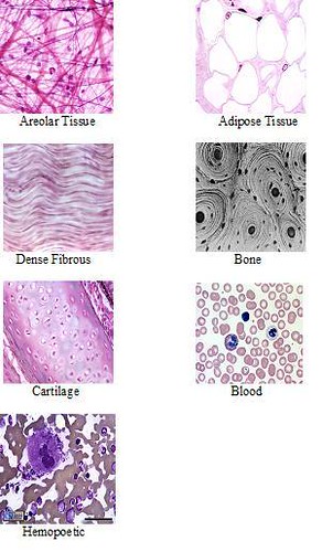 7 Connective Tissue Types